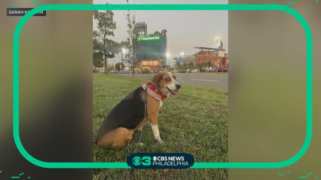 Meet the Phillies' new service dog Major - CBS Philadelphia