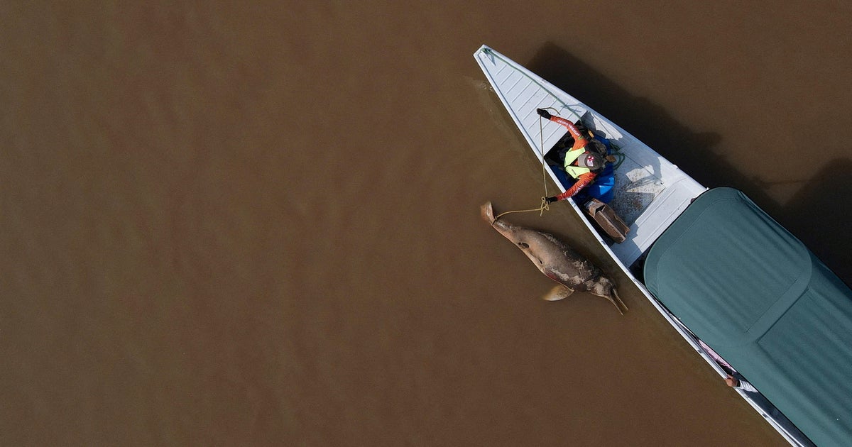 Hundreds of dolphins found dead lake were in water hotter than jacuzzi