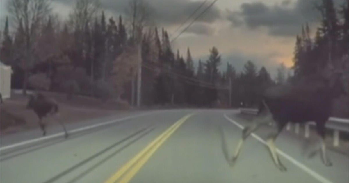 Video shows close encounter New Hampshire driver had with moose on Route 302 Video shows close encounter New Hampshire driver had with moose on Route 302