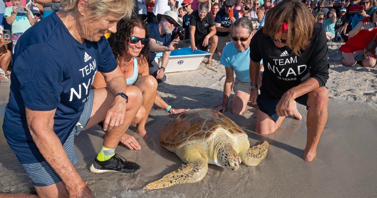 Diana Nyad marks 10th anniversary of Cuba-to-Important West swim by releasing rehabilitated sea turtle Diana Nyad marks 10th anniversary of Cuba-to-Important West swim by releasing rehabilitated sea turtle