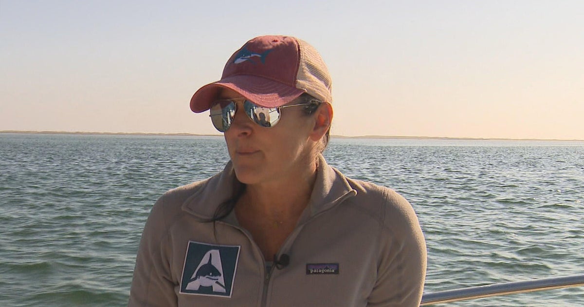 Cynthia Wigren launched Atlantic White Shark Conservancy to support research, improve public safety - Vimarsana News