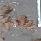 3-toed dinosaur footprints found on UK beach during flooding checks