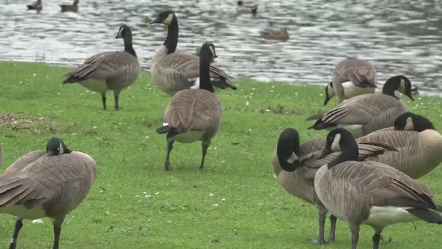 land park geese 