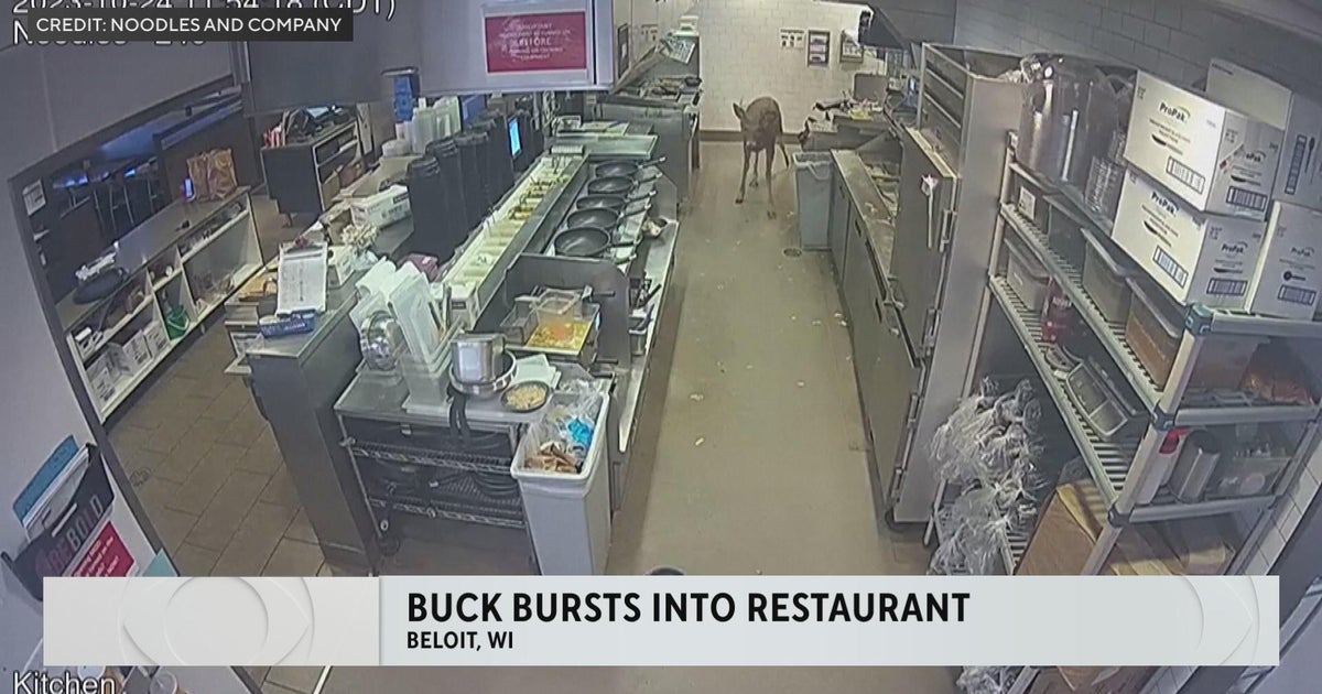 Buck bursts into crowded Wisconsin restaurant CBS Minnesota