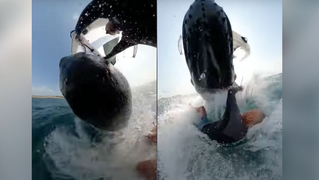 whales.png 