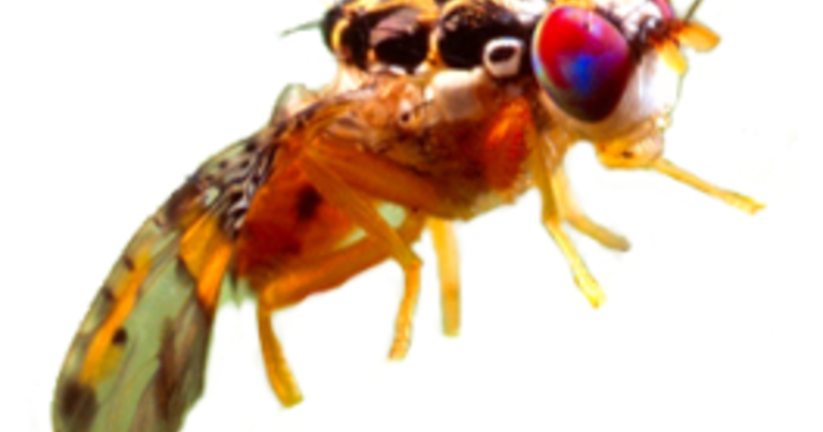 2013 – Year of the Great Fruit Fly Infestation