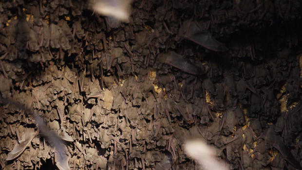 bracken-bat-cave-residents.jpg 