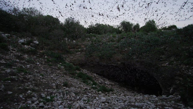 bracken-bat-cave-b.jpg