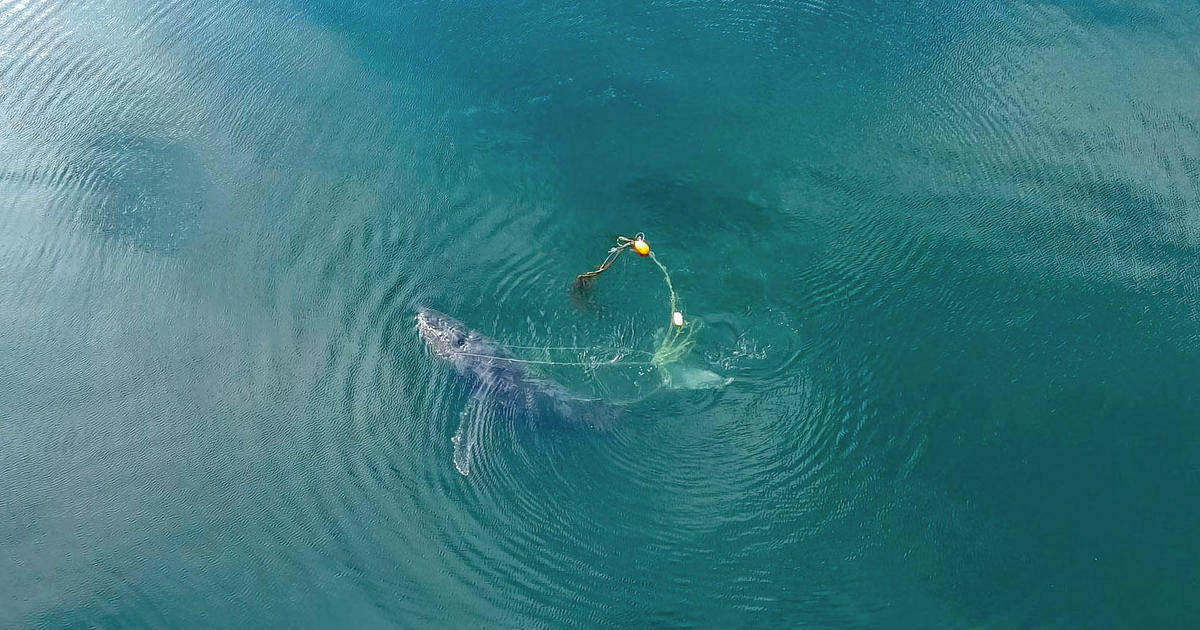 Гърбав кит беше освободен по-рано този месец от заплитане, което