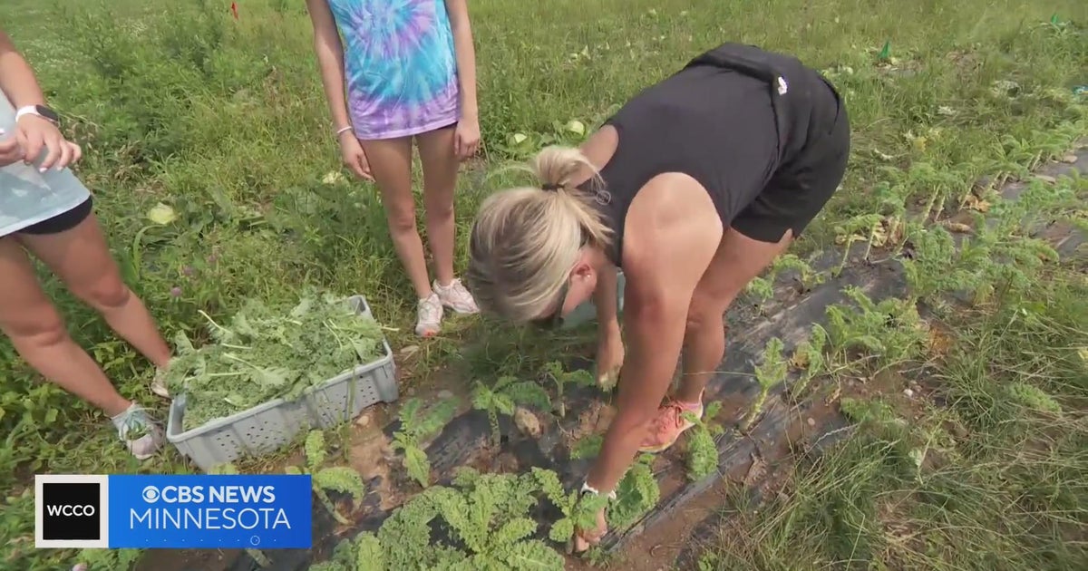 How crop gleaning could help mitigate food insecurity - CBS Minnesota