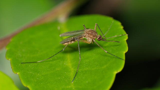 Mosquito on a green leaf during the night hours in Houston, TX. 