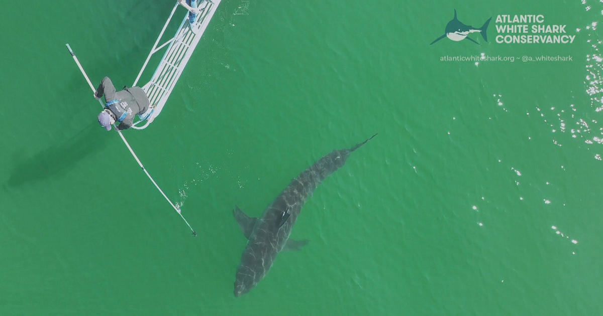 October a busy month for shark researchers off Cape Cod