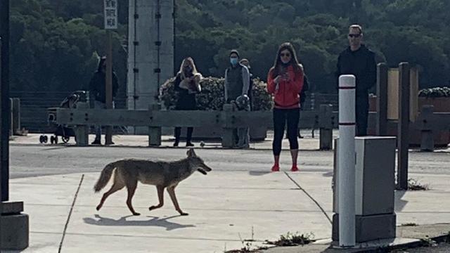 Coyote spotted in Lafayette 