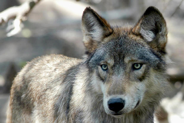 Gray Wolf Colorado 