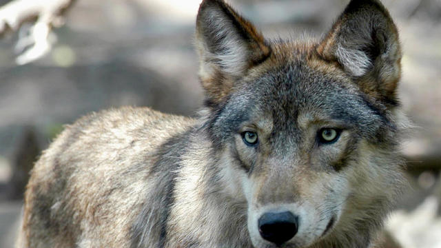 Gray Wolf Colorado 