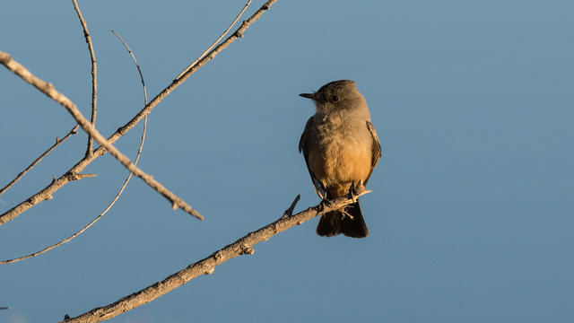 A Say's Phoebe perched in a tree in the Bosque del Apache National WIldlife Refuge in New Mexico 