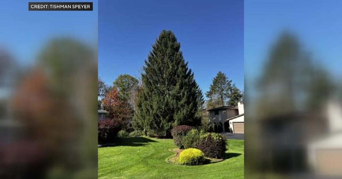 Rockefeller Center Christmas tree to come from Vestal, N.Y., on Nov. 11