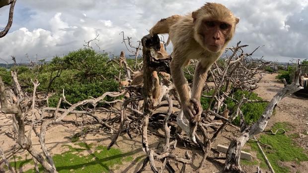 Monkeys have been living on Cayo Santiago for decades 