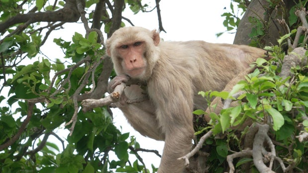Monkey on Cayo Santiago