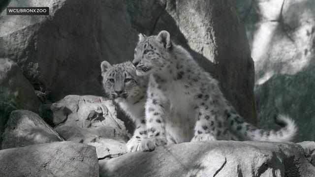 Two snow leopard cubs stand on rocks in a Bronx Zoo enclosure. 