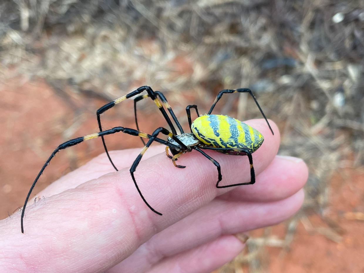 Joro Spiders Are An Invasive Species Known For Parachuting Through The   Joro Spider Img 0666 