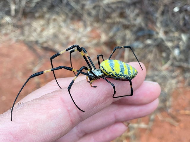 Joro Spider Not as Scary as It Looks