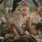 Scientists study rhesus macaques living in Monkey Island natural laboratory