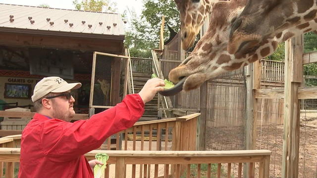 Reid Park Zoo Giraffe Women's T-Shirt