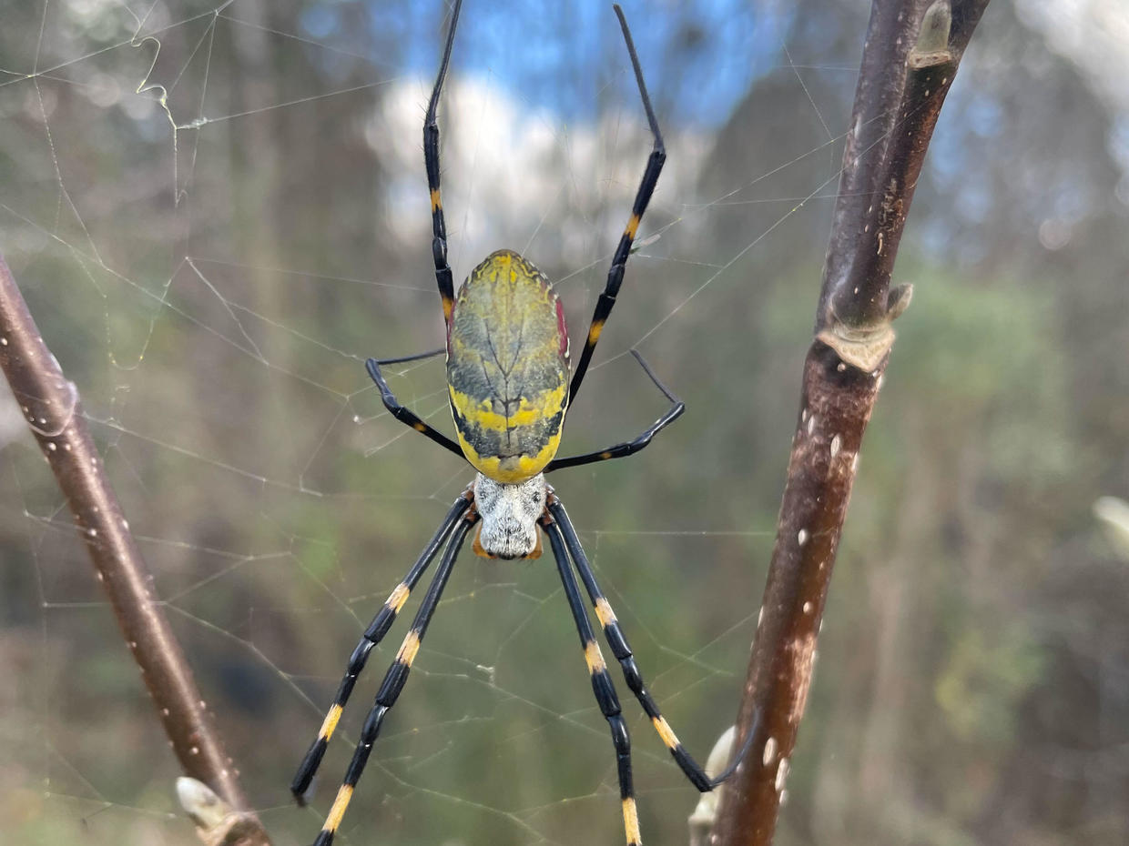 Joro Spiders Are An Invasive Species Known For Parachuting Through The ...