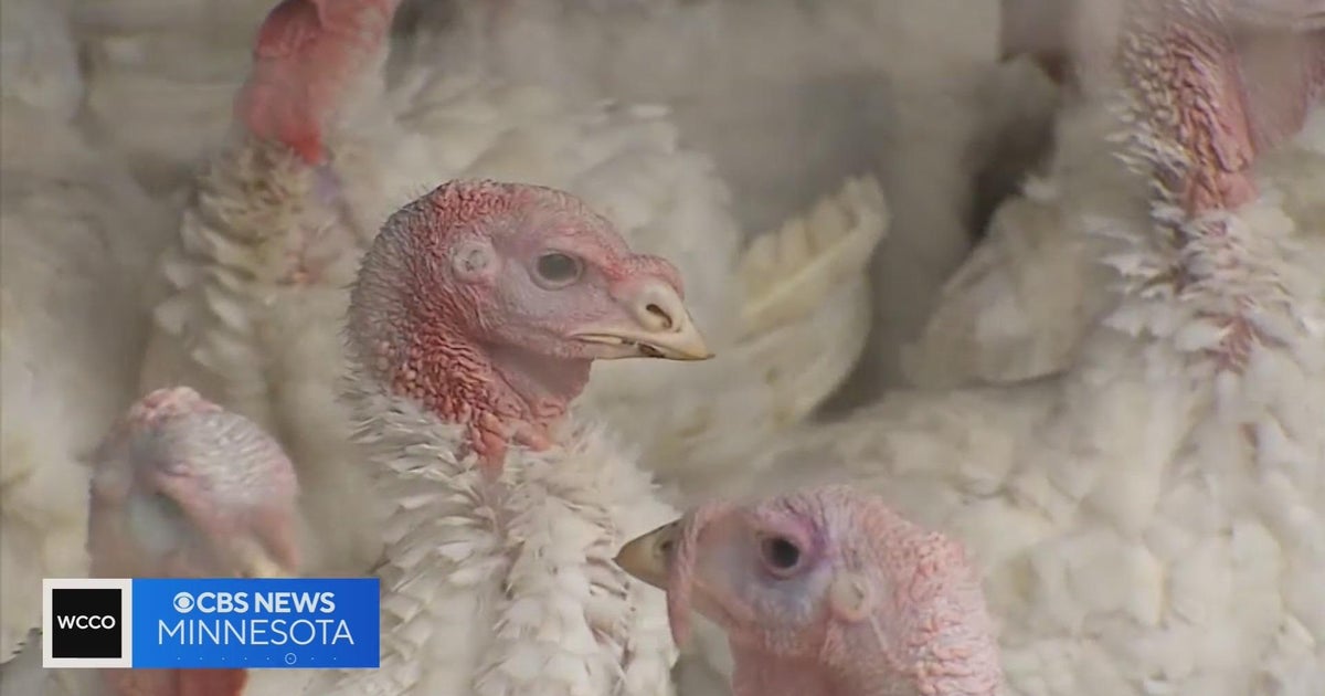 How the sudden surge in bird flu might impact your Thanksgiving