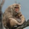 How monkey research survived Hurricane Maria