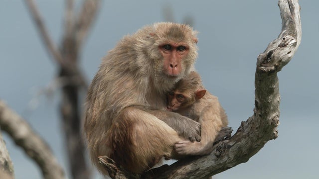 Monkeys on Cayo Santiago 