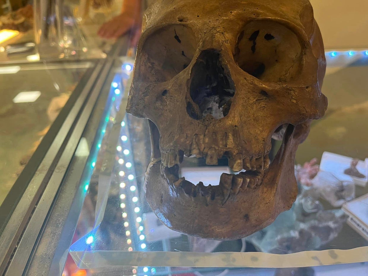 Skull found in a Florida thrift store 