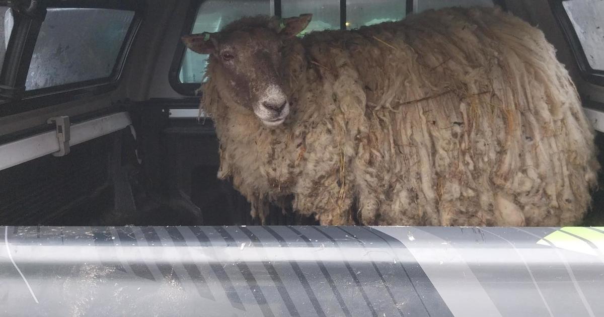 Така наречената най самотна овца на Великобритания която беше заседнала в