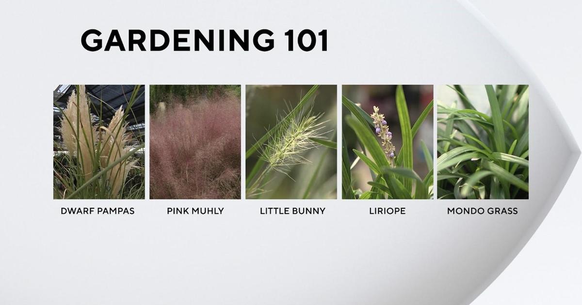 Gardening 101: Ornamental grass – CBS Texas