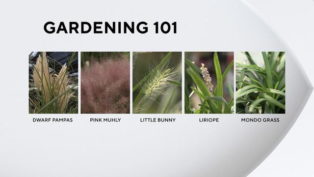 Gardening 101: Ornamental grass 