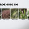 Gardening 101: Ornamental grass 