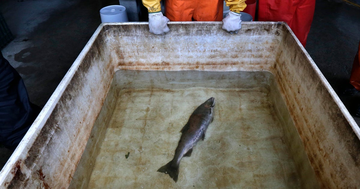 U.S. regulators will review car-tire chemical that kills salmon, upon request from West Coast tribes