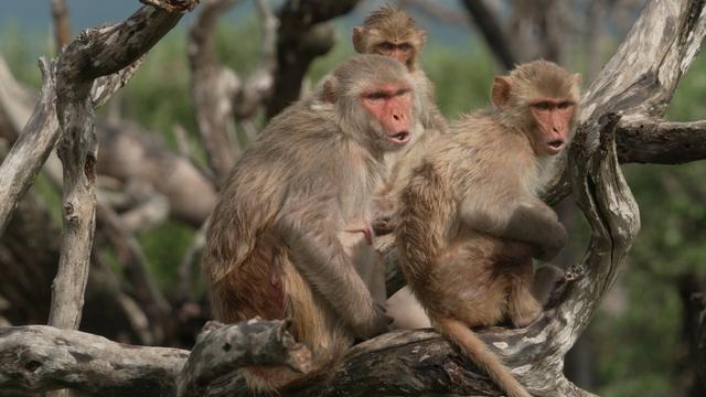 Monkeys can adapt by changing their diet •