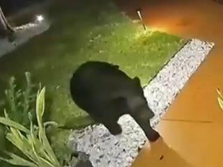 Bear steals hot sale dog food