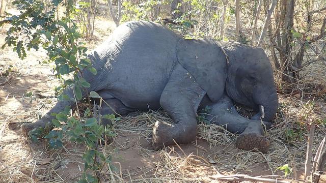 Dozens of African elephants died in Zimbabwe between August and November 2020. 