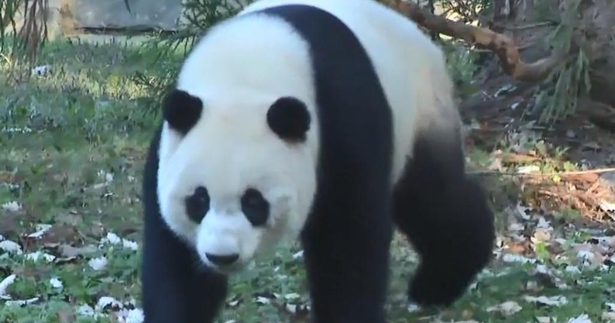 习近平与拜登在湾区会晤后，中国暗示可能向美国派遣新的熊猫