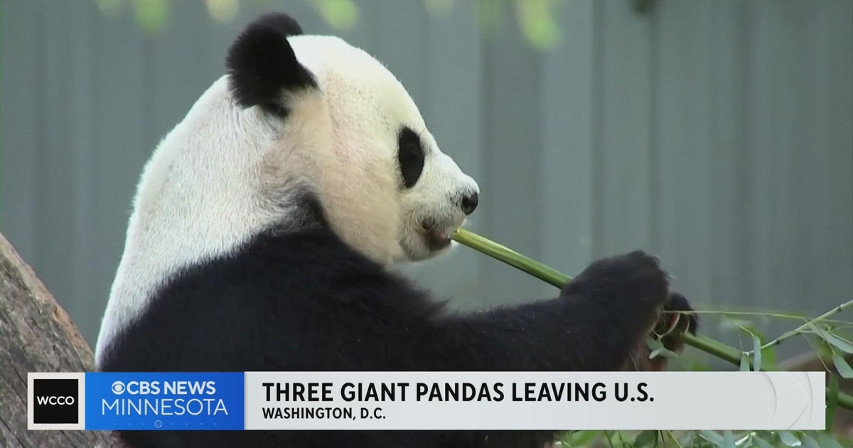 3 Giant Pandas Leaving Washington D C For China Cbs Minnesota 3 Giant Pandas Leaving Washington D C For China Cbs Minnesota
