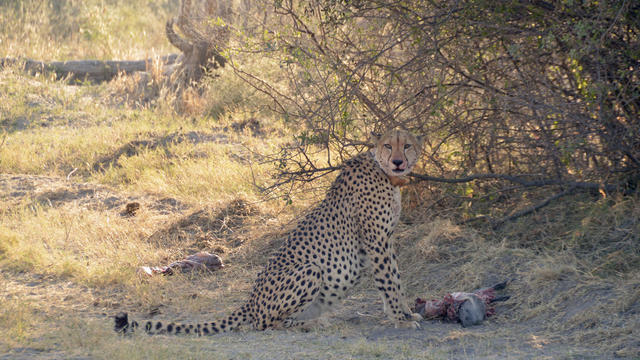Cheetah Hunt Climate 
