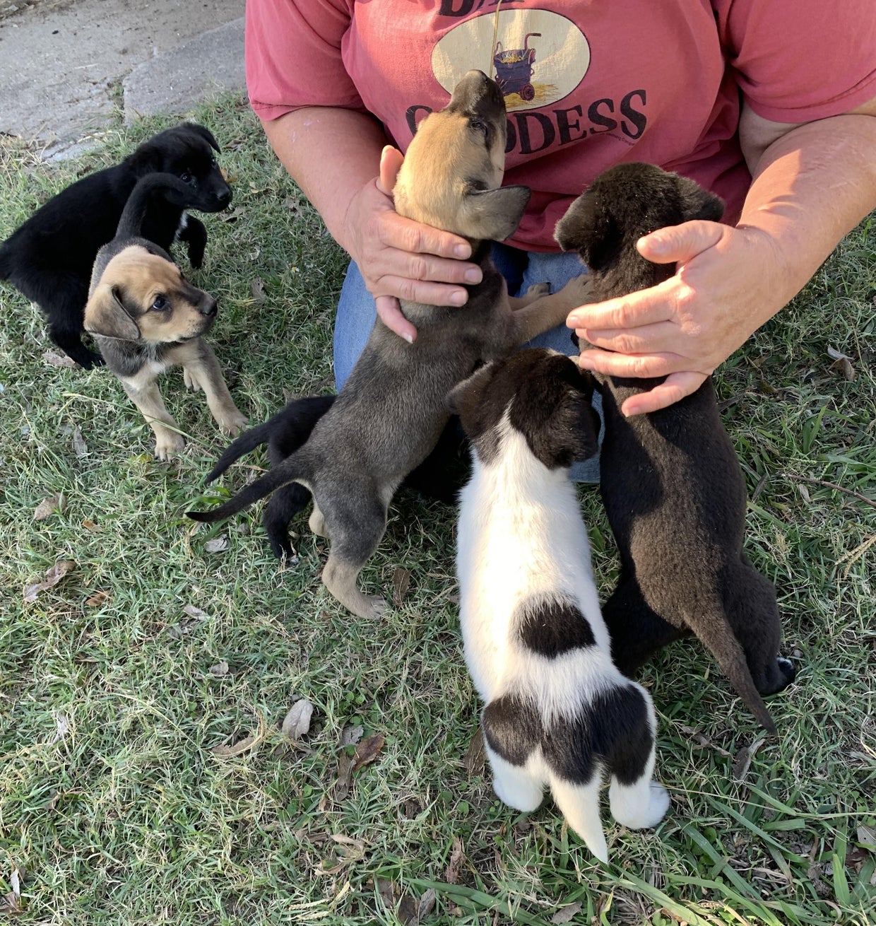 Chicago area rescue saves two dozen puppies from Texas ranch - CBS Chicago