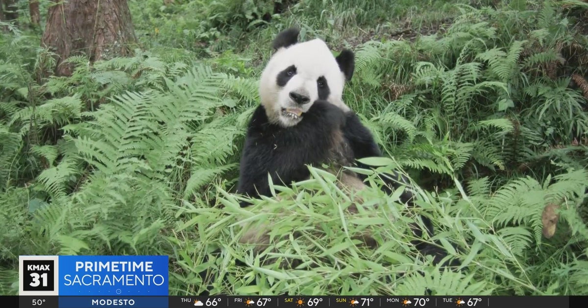 The Answer: Panda diplomacy?