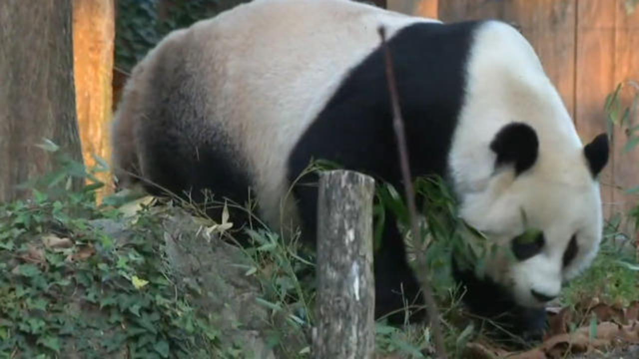Why China is taking all its pandas back.