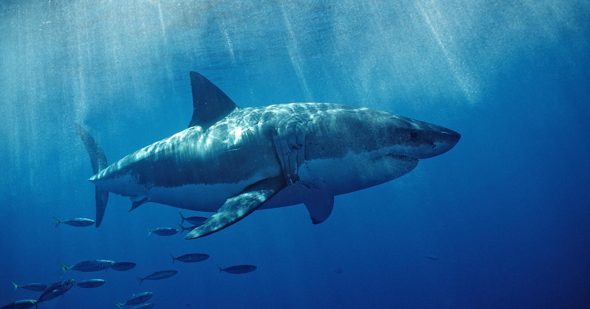 Shark attack in Australia leaves woman with "extremely serious" head injuries