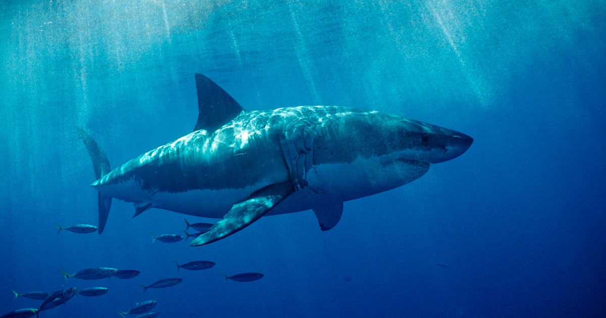 Shark attack in Australia leaves woman with extremely serious head injuries  CBS News Shark attack in Australia leaves woman with extremely serious head injuries  CBS News