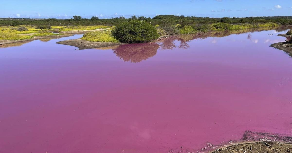 Hawaii wildlife refuge pond mysteriously turns bubble-gum pink. Scientists have identified a likely culprit.
